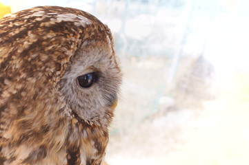 Ranch owl feeding