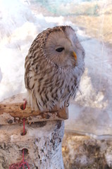 Ranch owl feeding