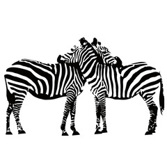 Fototapeta na wymiar Illustration of two zebras embracing