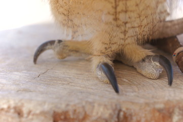 Ranch owl feeding