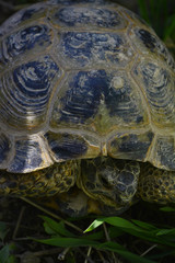 steppe turtle stretches to the green grass