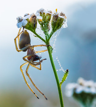 A dangerous poison spider sits on a plant (Cheiracanthium punctorium). Concept poisons in nature.