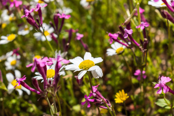 this is a capture for some  Margaret flower and u can see in the picture the lovely contrast between the green white and yellow colors 