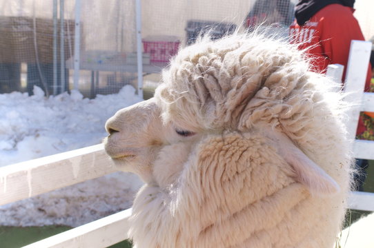 Ranch Alpaca Feeding