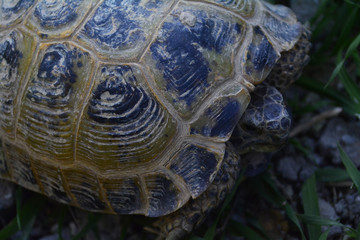 steppe turtle stretches to the green grass
