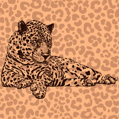 Hand drawn sketch style leopard. Vector illustration.