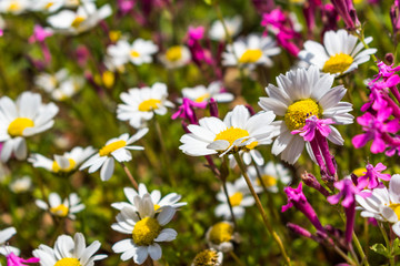 this is a capture for some  Margaret flower and u can see in the picture the lovely contrast between the green white and yellow colors 