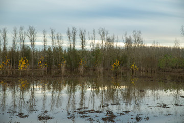 Sils wetlands