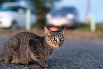 Fototapeta premium 野良猫の眼差し
