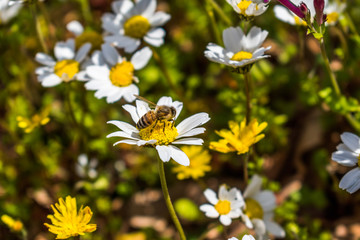 this is a capture for some  Margaret flower and u can see in the picture the lovely contrast...