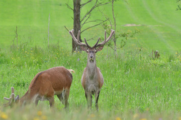 Flock of Deer stag  with growing antler grazing the grass 