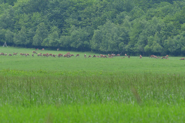 Fototapeta na wymiar Flock of Deer stag with growing antler grazing the grass 