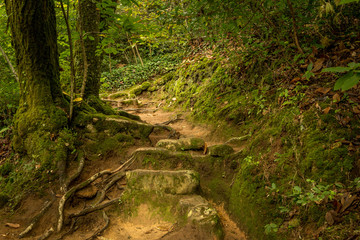 Fototapeta na wymiar forest pathway. Natural path in green forest. Spring time in Convento dos Capuchos Sintra, Portugal