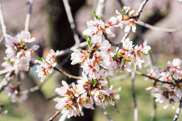 Close up of flowering almond tree