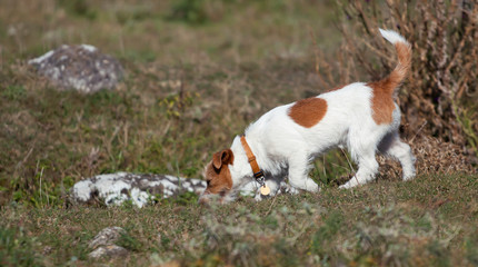 Sniffing jack russell dog walking in the grass