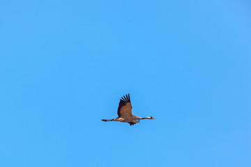 Common Crane