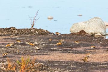 Little ringed plover and Red knot birds