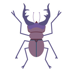 beetle flat illustration