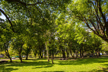 Green scenery of city public park