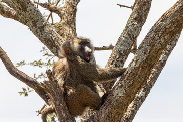 Baboon sitting in a tree