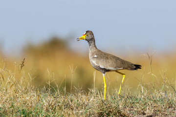 Wattled lapwing on the savanna