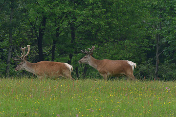 Naklejka na ściany i meble Flock of Deer stag with growing antler grazing the grass 