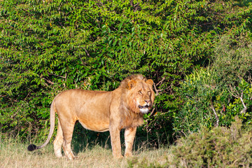 Lion male in Masai Mara