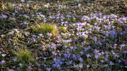 Obraz premium purple crocus blossom