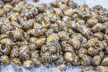 Raw snails in live shells on ice for sale at fish market