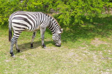 Fototapeta na wymiar Isolated Plains Zebra Grazing in the Countryside. 