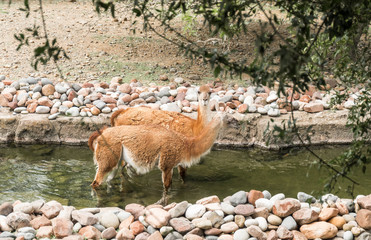 Guanacos in their Natural Habitat. The Andes, South America.
