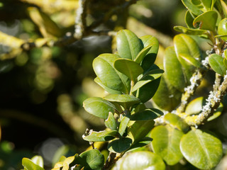 Buxus sempervirens - Feuillage dense du buis commun aux petites feuilles ovales vert foncé