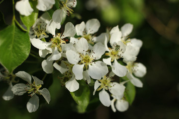 Obraz premium Sprig of blooming wild apple in sunlight.