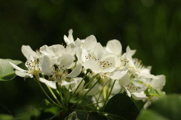 The fragrant flowers of a blooming wild apple tree on a sunny spring day.