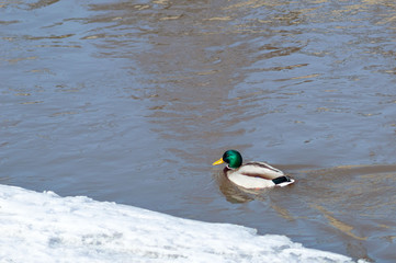 ducks on the water at the snowy shore