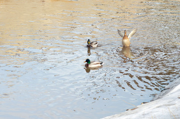 ducks on the water at the snowy shore
