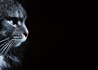 Close up view of beautiful cat's blue eye and nose. Gray cat on dark background. Beautiful textured fur. Macro. Pets concept. Animal portrait.
