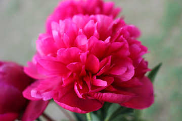 Large lush purple peony in the garden.