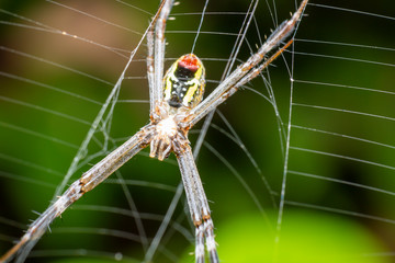 Close up of spider net web.