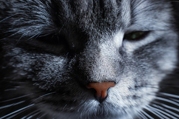 Close up view of beautiful cat's eye and nose. Gray cat on dark background. Beautiful textured fur. Macro. Pets concept. Animal portrait.