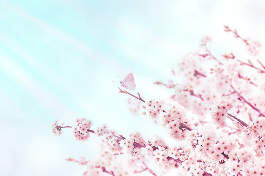 Sakura cherry tree pink spring flowers