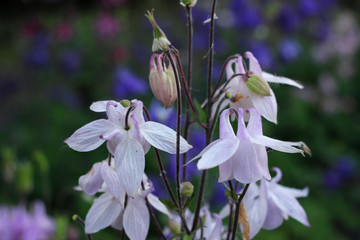 Flowers bells in the botanical garden in the evening.