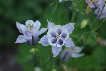 White flowers of Aquilegia with a blue tint.