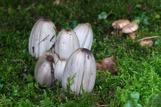 Coprinopsis atramentaria in the young spruce forest. Commonly known as the common ink cap or inky cap, edible mushroom.
