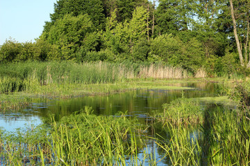 The overgrown quiet pond is an excellent place for rest and fishing.