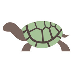 turtle flat illustration