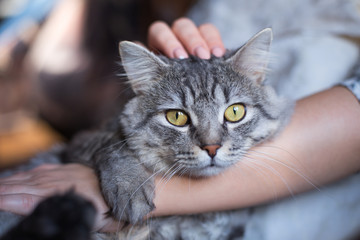Naklejka premium Woman at home holding and hug her lovely fluffy cat. Gray tabby cute kitten with green eyes. Pets, friendship, trust, love, and lifestyle concept. Friend of human. Animal lover. Close up.