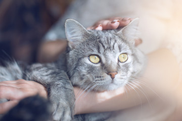 Woman at home holding and hug her lovely fluffy cat. Gray tabby cute kitten with green eyes. Pets, friendship, trust, love, and lifestyle concept. Friend of human. Animal lover. Close up.