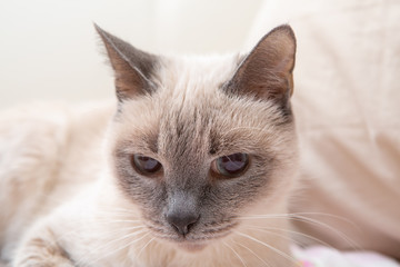 Siamese cat resting on the couch