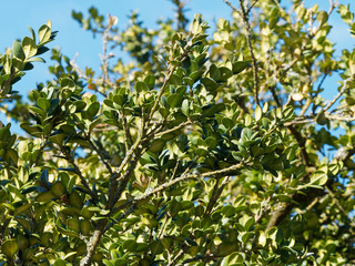 Buxus sempervirens - Le buis commun, un arbuste toujours vert aux petites feuilles ovales sur de...
